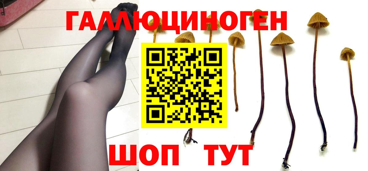 Куйбышев  Галлюциногенные грибы Cubensis  Вход с VPN 